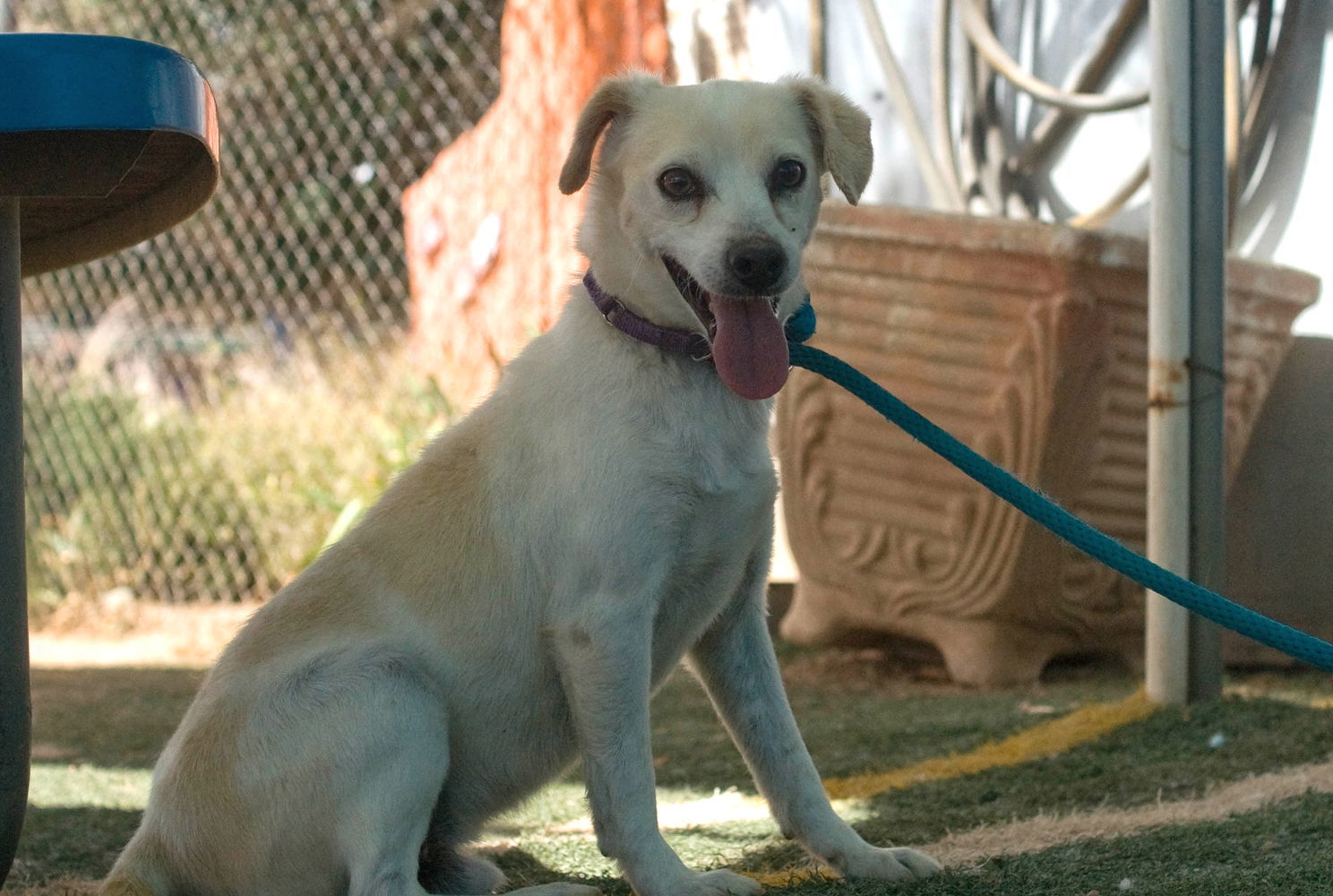 Gandalf -, an adoptable Beagle, Chihuahua in Apple Valley, CA, 92307 | Photo Image 2