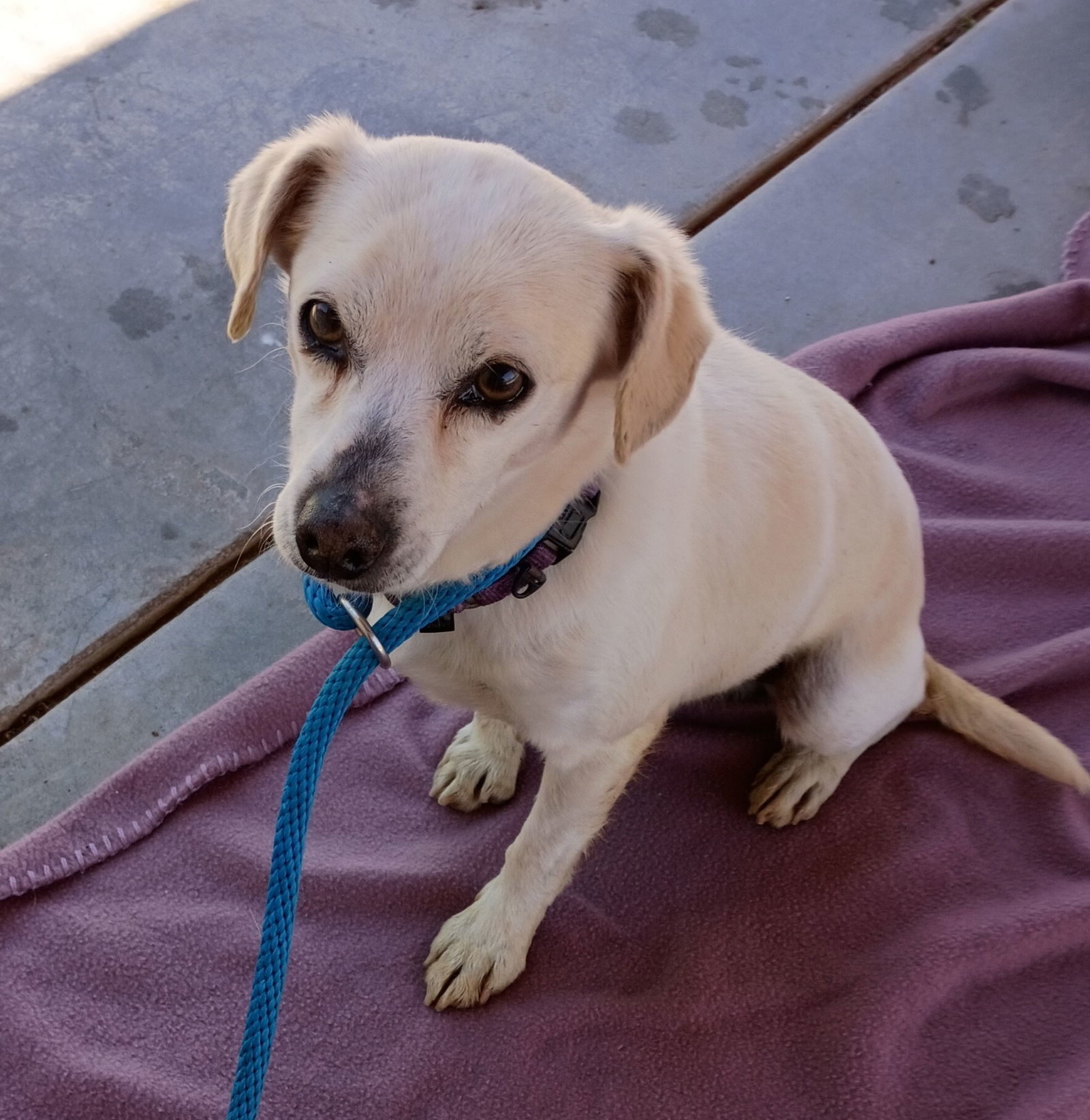 Gandalf -, an adoptable Beagle, Chihuahua in Apple Valley, CA, 92307 | Photo Image 3