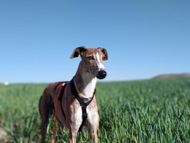 Greco, an adoptable Galgo Spanish Greyhound in Winchester, VA_image-3