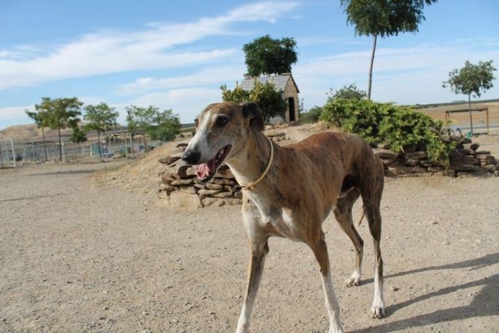 Greco, an adoptable Galgo Spanish Greyhound in Winchester, VA_image-4