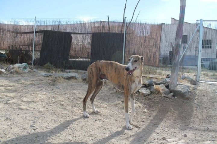 Greco, an adoptable Galgo Spanish Greyhound in Winchester, VA_image-5