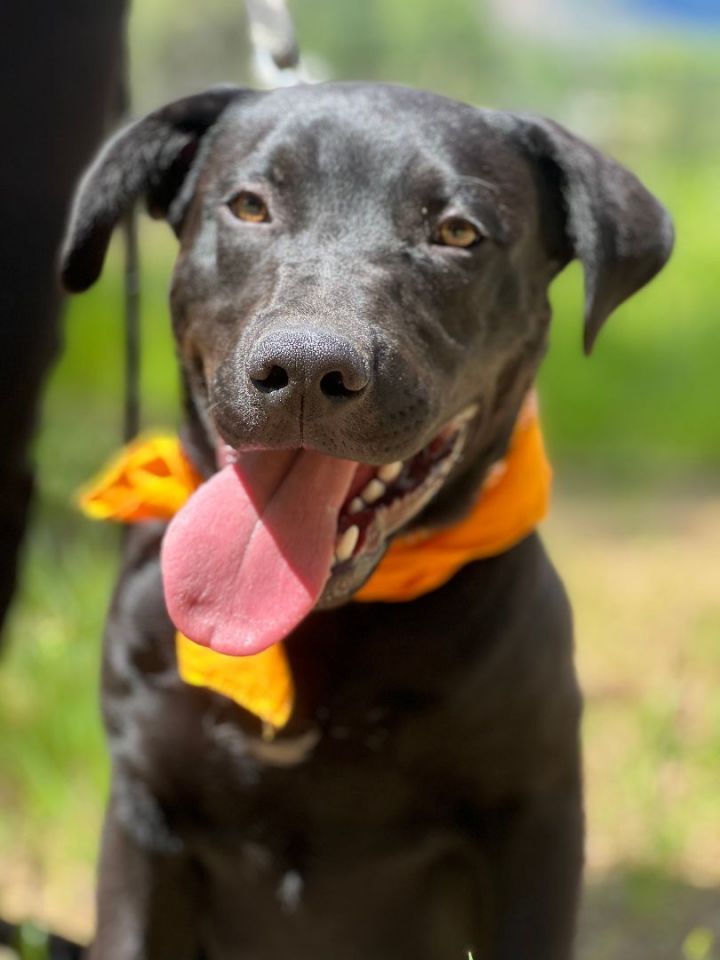 Raoul, an adoptable Pit Bull Terrier & Black Labrador Retriever Mix in Jacksonville, OR_image-2