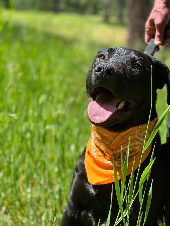 Raoul, an adoptable Pit Bull Terrier & Black Labrador Retriever Mix in Jacksonville, OR_image-3