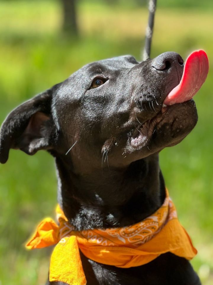 Raoul, an adoptable Pit Bull Terrier & Black Labrador Retriever Mix in Jacksonville, OR_image-4