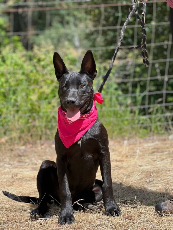 Jacque, an adoptable Pit Bull Terrier & Black Labrador Retriever Mix in Jacksonville, OR_image-2