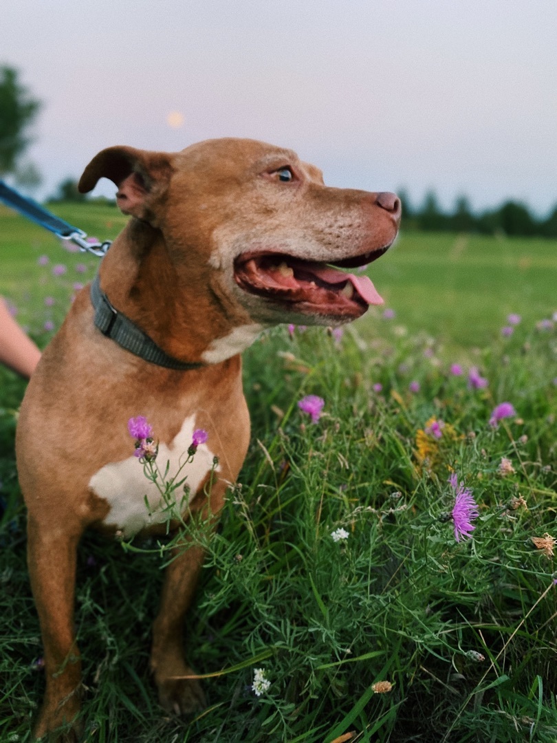 DOG, an adoptable Pit Bull Terrier in Manistee, MI, 49660 | Photo Image 4