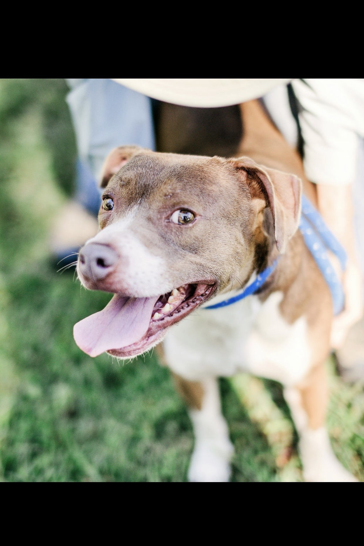 Emily, an adoptable Pit Bull Terrier in Sparta, TN, 38583 | Photo Image 1
