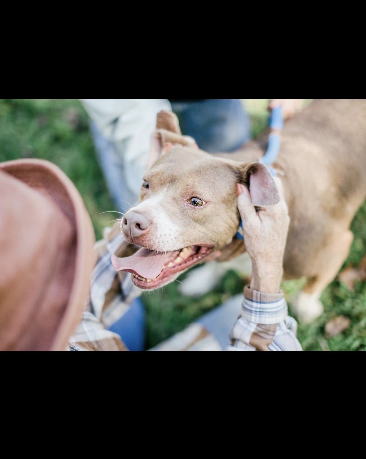 Emily, an adoptable Pit Bull Terrier in Sparta, TN, 38583 | Photo Image 2