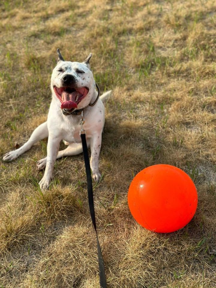 My ball obsessed blue heeler needs toys to help clean his teeth… any  suggestions?? : r/AustralianCattleDog