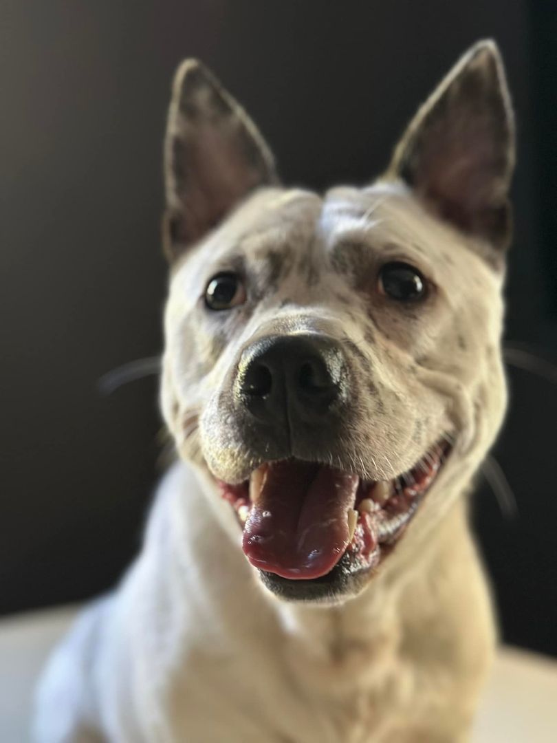 Blue, an adoptable Australian Cattle Dog / Blue Heeler in Manistee, MI, 49660 | Photo Image 1