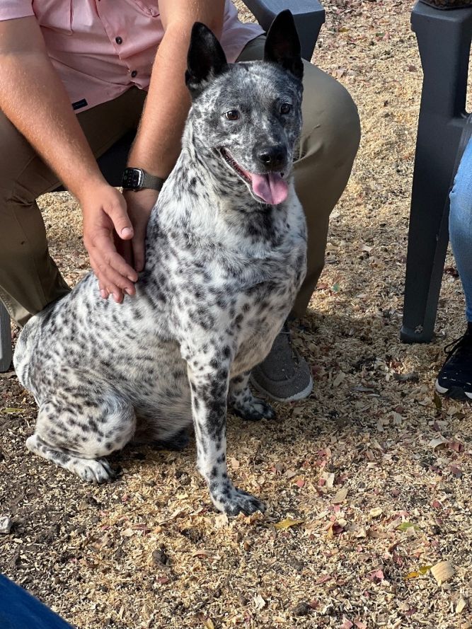 Blue heeler hot sale blue merle