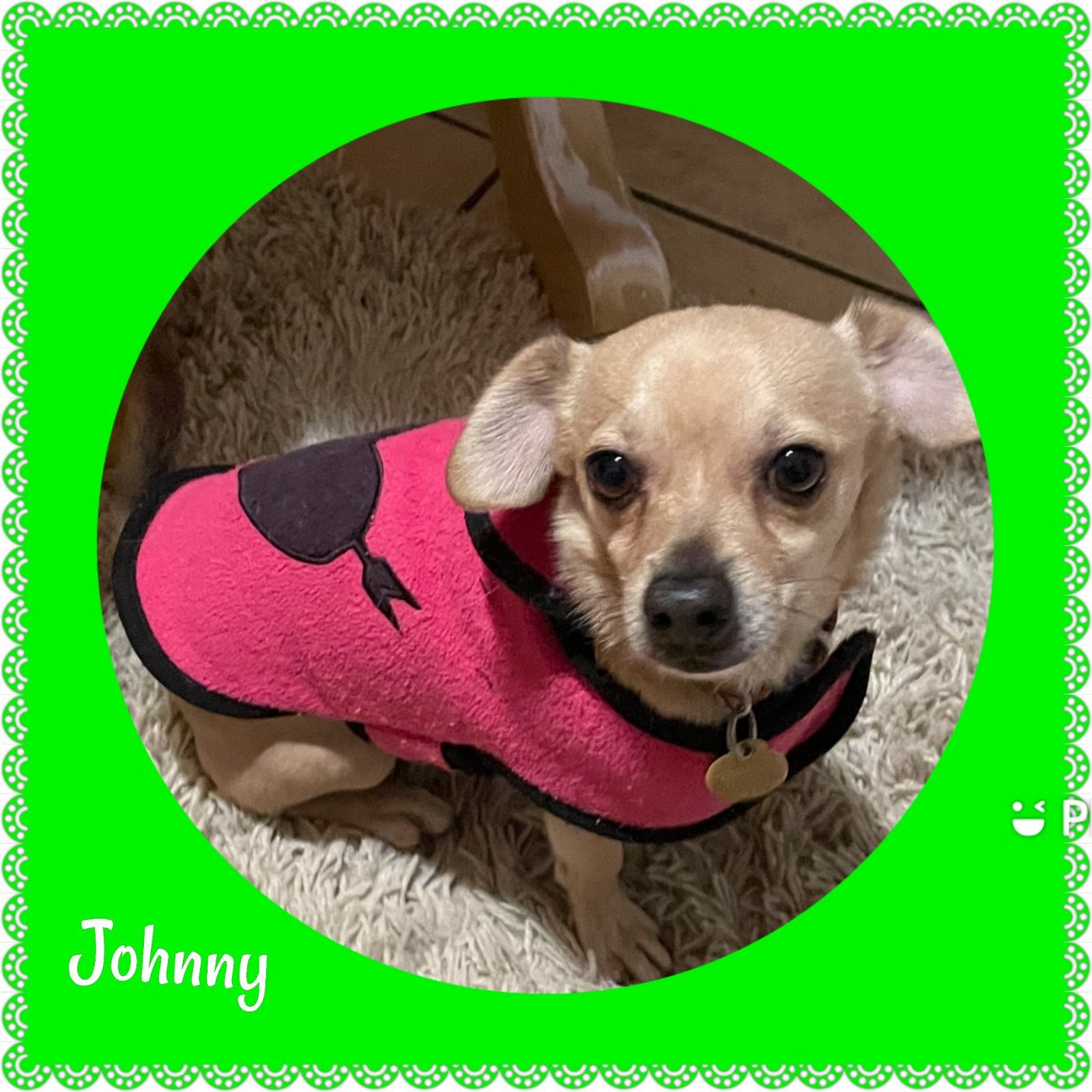 Johnny Boy, an adoptable Pug, Chihuahua in Mentone, CA, 92359 | Photo Image 1