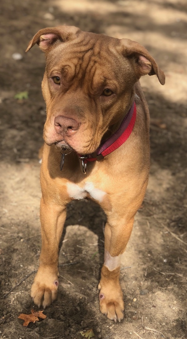 American staffordshire terrier mix with hot sale american bulldog