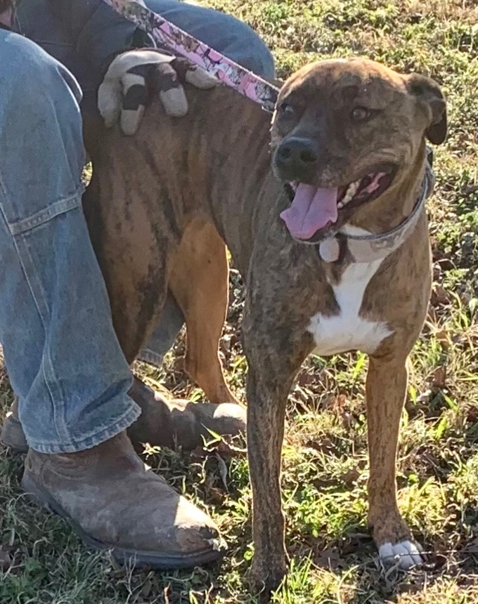 Plott hound boxer mix hot sale puppies