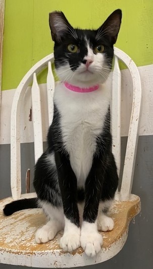 MAZY, an adoptable Domestic Short Hair in Lemoore, CA, 93245 | Photo Image 1