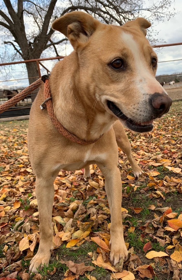 golden retriever border terrier mix