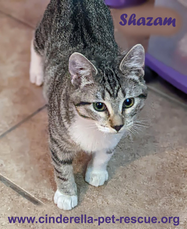 Shazam, an adoptable Domestic Short Hair Mix in Mission, TX_image-3
