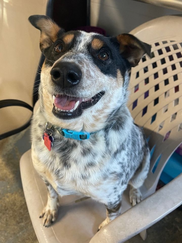 jack russell australian cattle dog mix