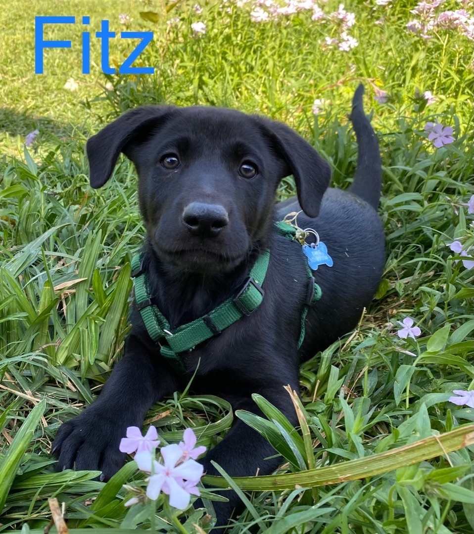 Fitz