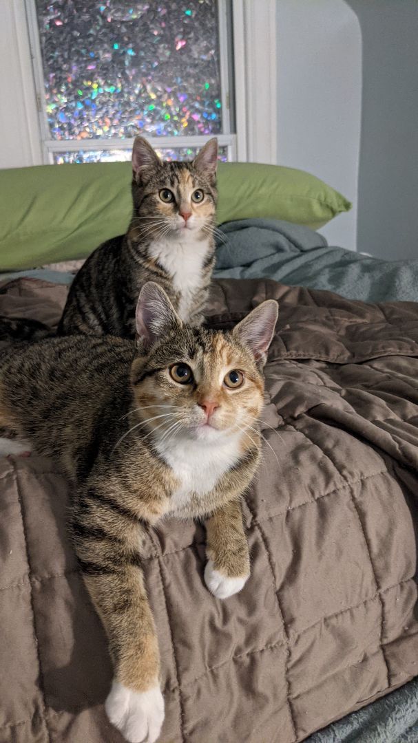 Percy and Freya, an adoptable Tabby in Louisville, KY_image-1