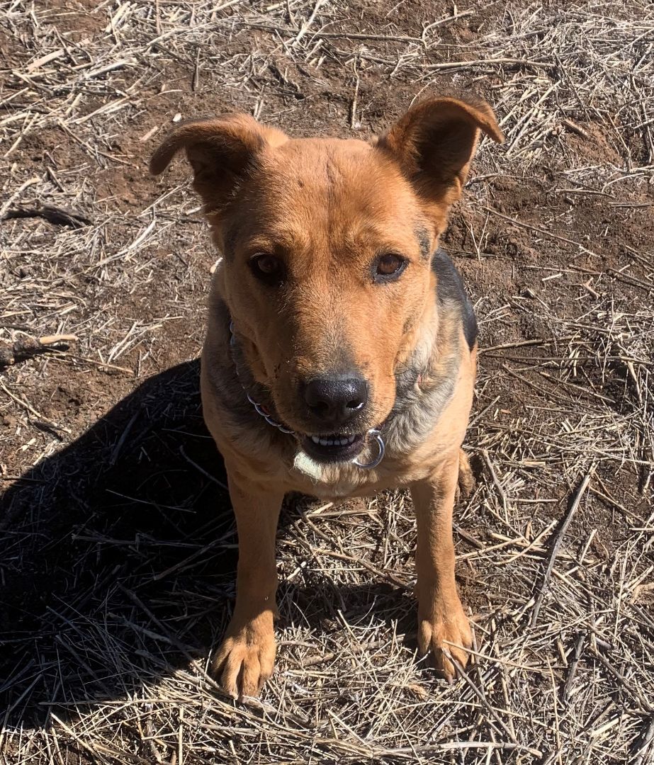 Lumi, an adoptable Shepherd in Albuquerque, NM, 87107 | Photo Image 1