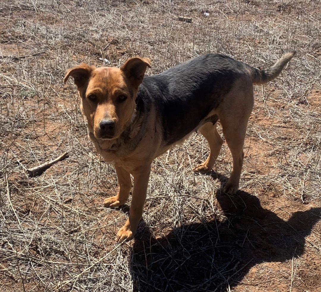 Lumi, an adoptable Shepherd in Albuquerque, NM, 87107 | Photo Image 2