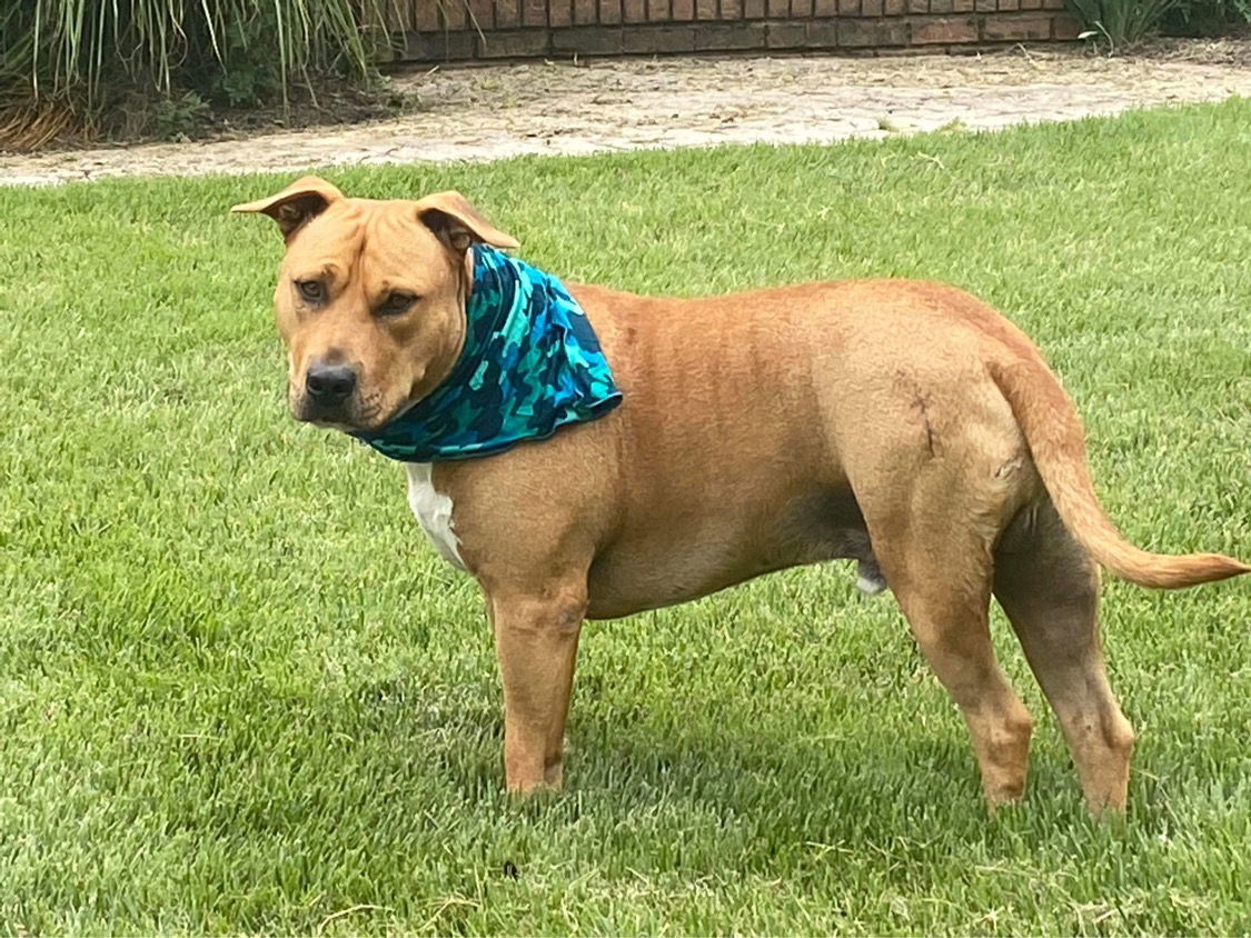 Claus, an adoptable Terrier in Westminster, MD, 21158 | Photo Image 2