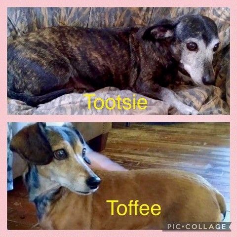 Tootsie & Toffee Need a Foster Home Together!