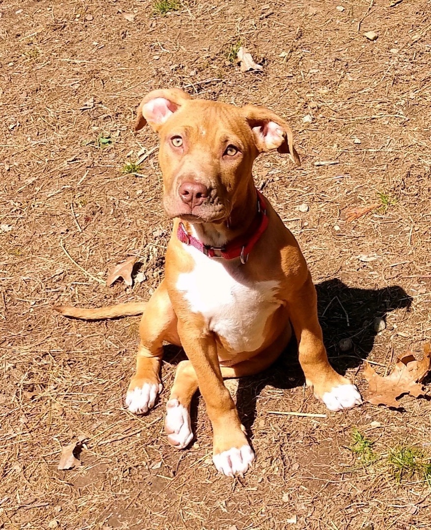 Anna (Donna-Fostered in New England)