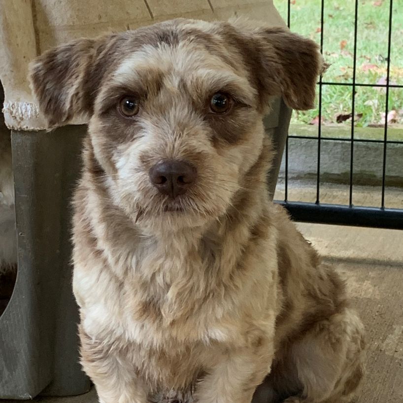 Dog for adoption Cosmo, a Mixed Breed in Meridian, MS Petfinder