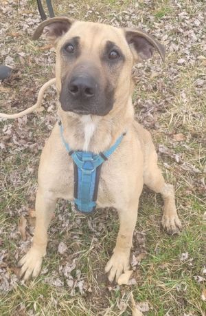 Dog for adoption - Bones, a Boxer & Labrador Retriever Mix in Jonesburg, MO  | Petfinder