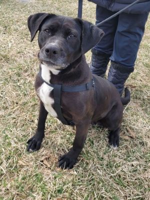Dog for adoption - Bones, a Boxer & Labrador Retriever Mix in Jonesburg, MO  | Petfinder