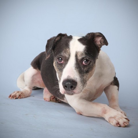 Victor, an adoptable Mixed Breed in Guaynabo, PR, 00969 | Photo Image 1