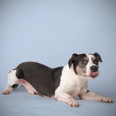 Victor, an adoptable Mixed Breed in Guaynabo, PR, 00969 | Photo Image 2