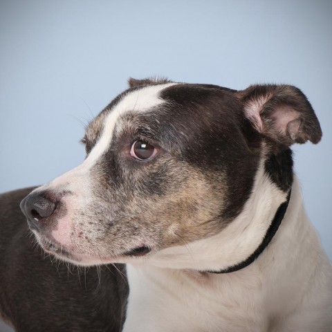 Victor, an adoptable Mixed Breed in Guaynabo, PR, 00969 | Photo Image 3