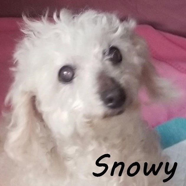 Snowy - Hospice or Local Foster