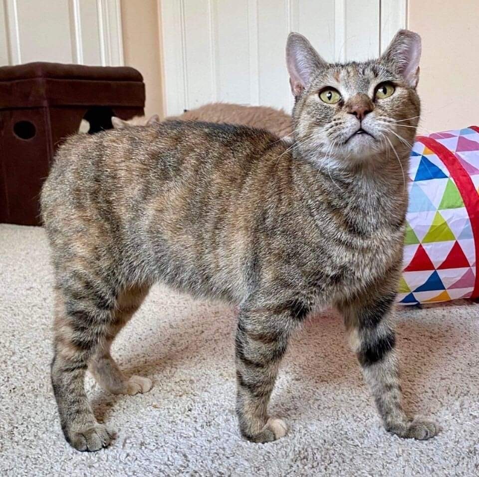 Daphne, an adoptable Domestic Short Hair in Raleigh, NC, 27604 | Photo Image 2