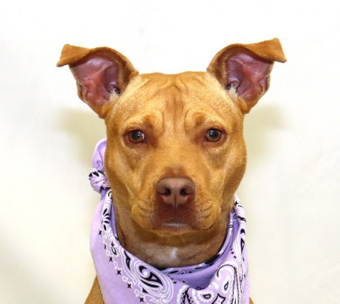 Trixie, an adoptable Terrier in Sanford, FL, 32773 | Photo Image 1