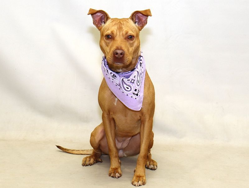 Trixie, an adoptable Terrier in Sanford, FL, 32773 | Photo Image 2