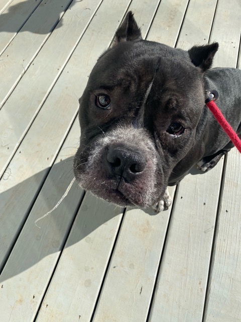 Spanky