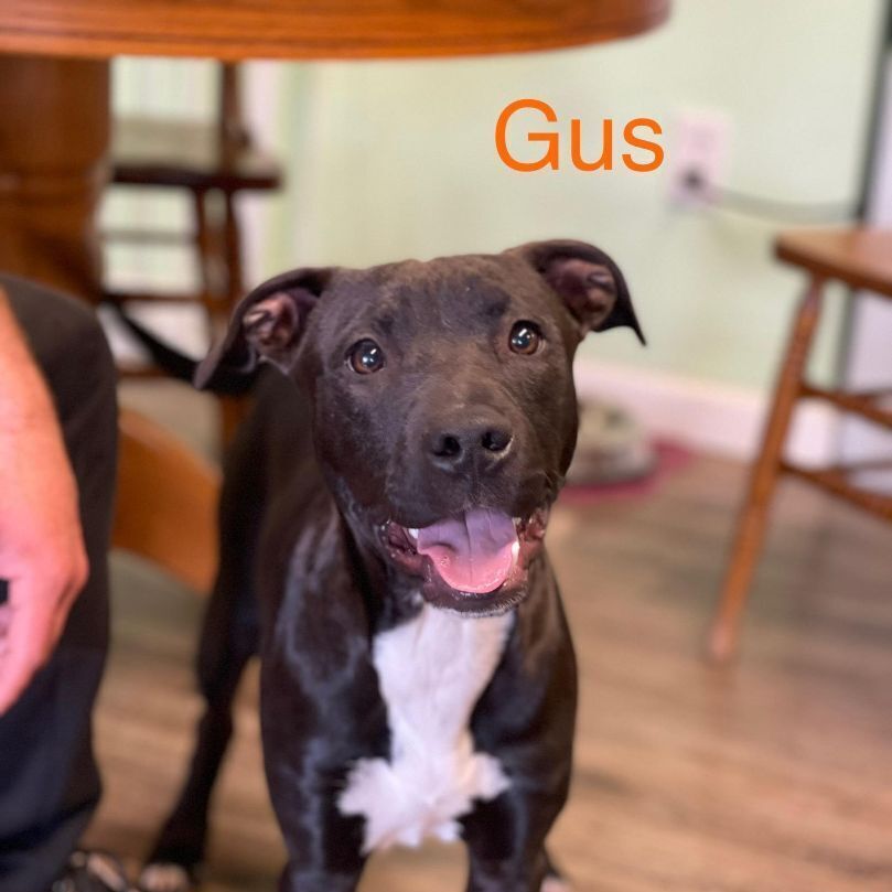 Gus