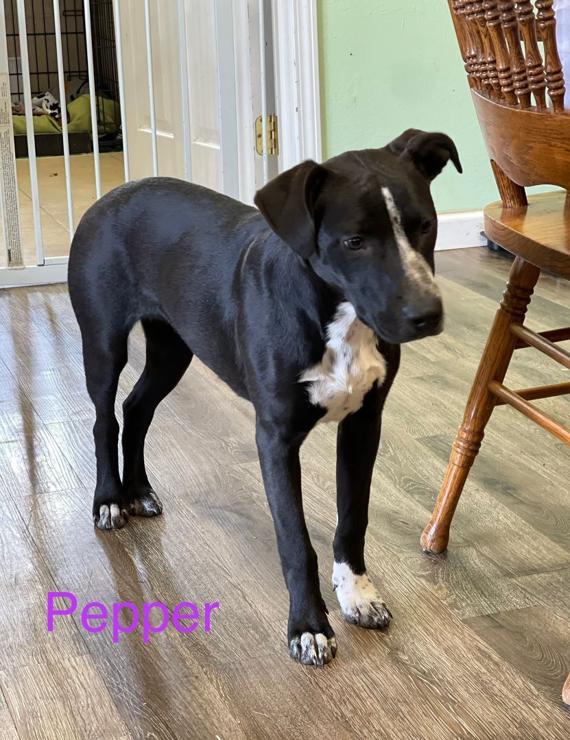 Pepper