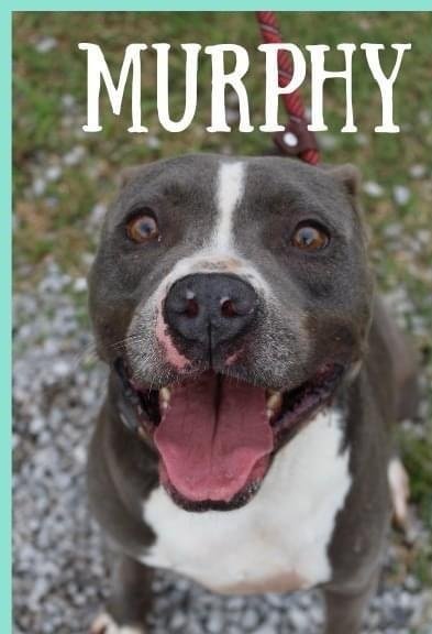 Murphy - Available!