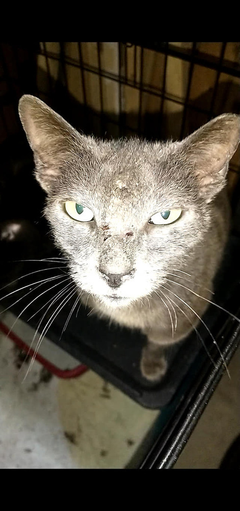 Dawn aka Morning Glory, an adoptable Domestic Short Hair in Ocala, FL, 34475 | Photo Image 1