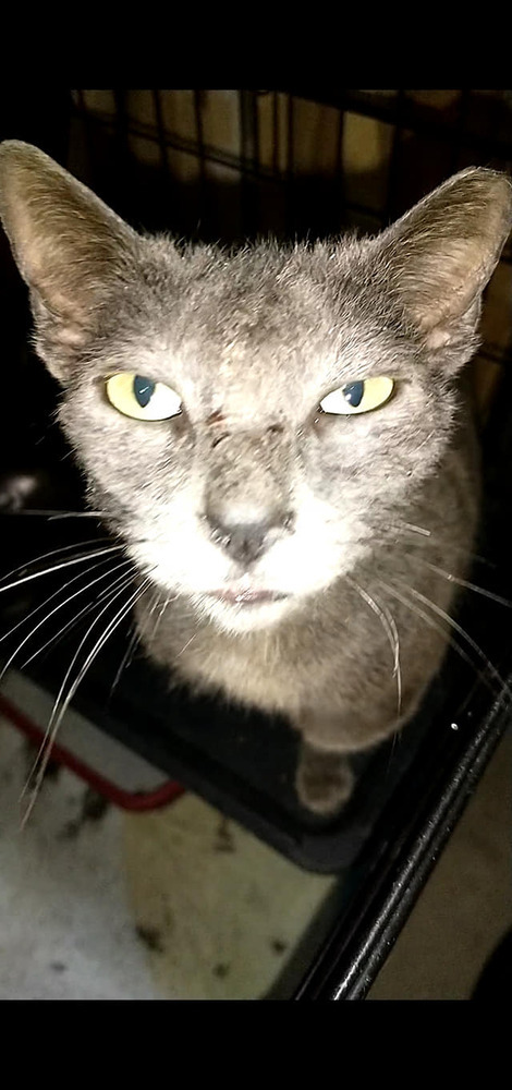 Dawn aka Morning Glory, an adoptable Domestic Short Hair in Ocala, FL, 34475 | Photo Image 2