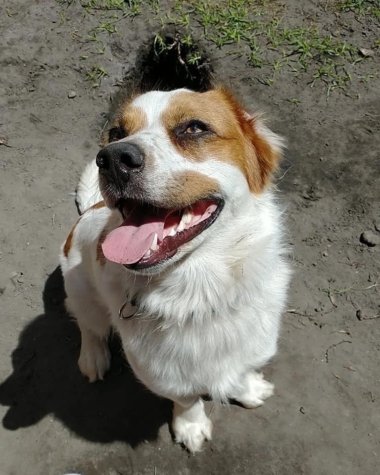 Aussie basset sale mix