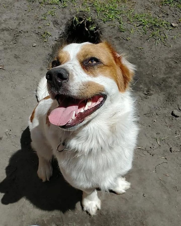 Basset hound store australian shepherd mix