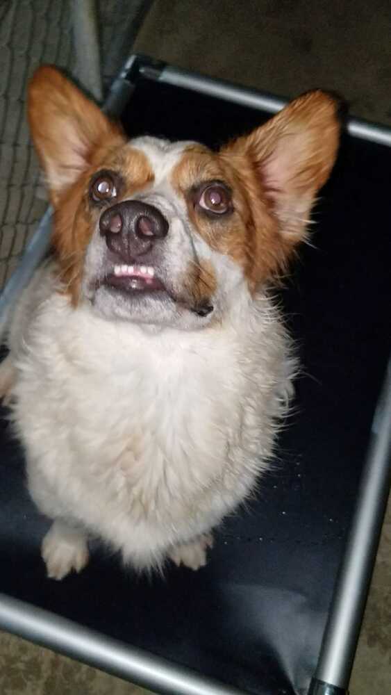 Diego, an adoptable Australian Shepherd, Basset Hound in Ocala, FL, 34475 | Photo Image 2