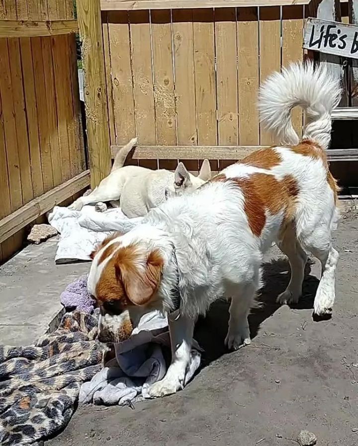 Basset hound and sales australian shepherd mix