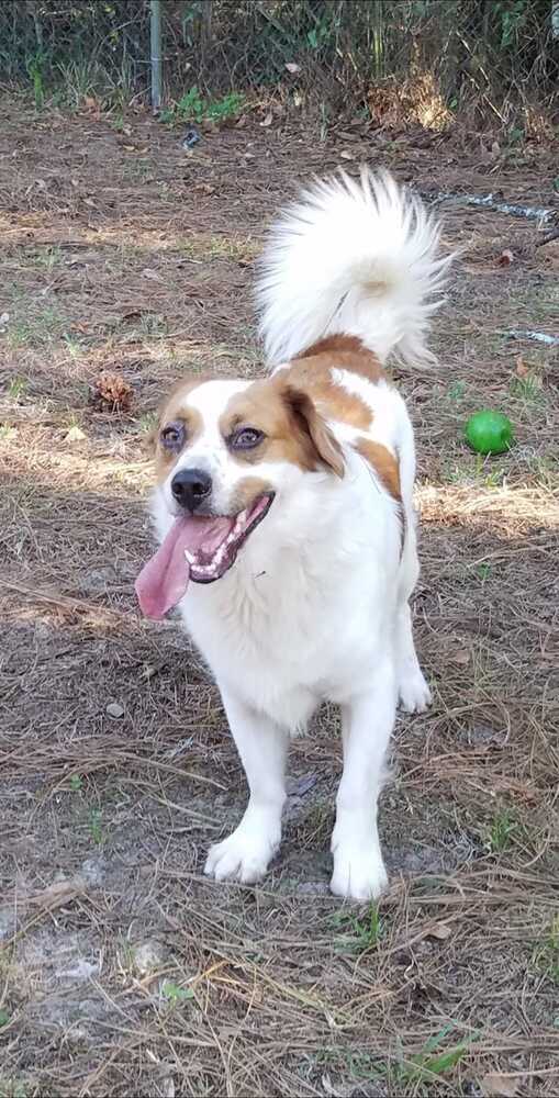 Diego, an adoptable Australian Shepherd, Basset Hound in Ocala, FL, 34475 | Photo Image 4